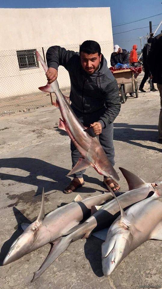 أسماك قرش في شباك صيادي غزة