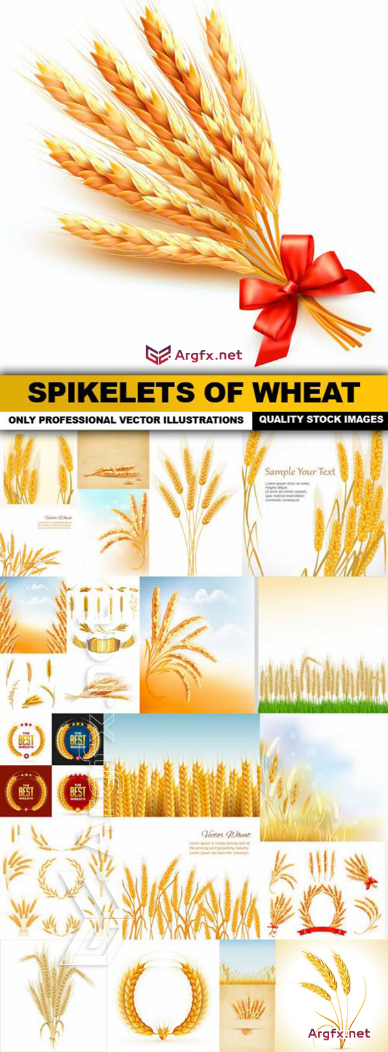  Spikelets Of Wheat - 25 Vector