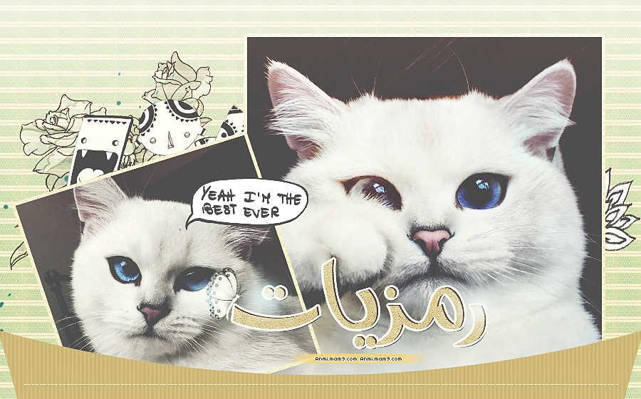all we need is a cat - القطط . P_55000ppr1