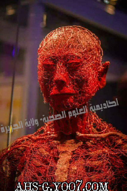 صور تظهر الأوعية الدموية في جسم الانسان P_836dcvl90