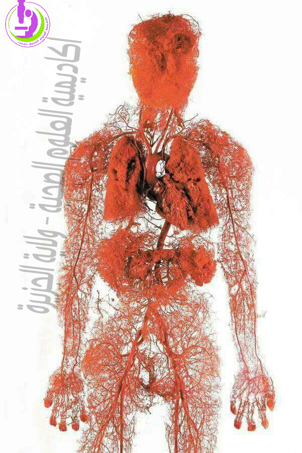 صور تظهر الأوعية الدموية في جسم الانسان P_836fqo234